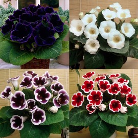 500+ Mixed Gloxinia Brocade Seed for Planting Perennial Gloxinia Brocade Flower Ornamental Flowering Plant Beautiful Potted Plants Attract Butterflies and Bees