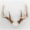 Bone Collector The Change Up Antler Mounting Kit with Skull