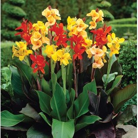 Votaniki Tall Canna Lily Mix Bulbs for Planting - Large Blooms, Perfect for Cut, Easy to Grow | Mixed Canna Lily Flowering Bulbs (3 Pack)