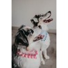 Bandana con Pompon XUXO, Elegante Accesorio para tu Mascota, Estilo