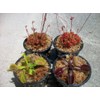 4 Different Carnivorous Plants