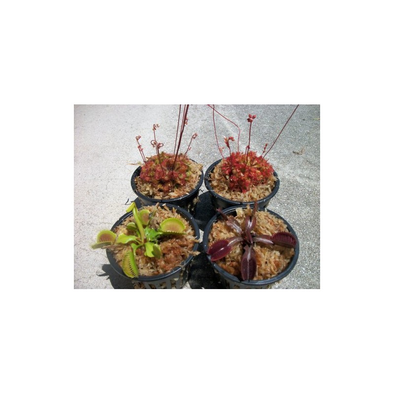 4 Different Carnivorous Plants