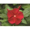 Vinca Seeds 25 Seeds Vinca Cora Red Annual Seeds