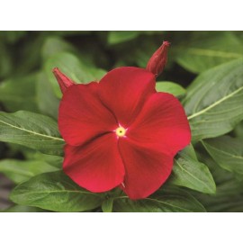 Vinca Seeds 25 Seeds Vinca Cora Red Annual Seeds