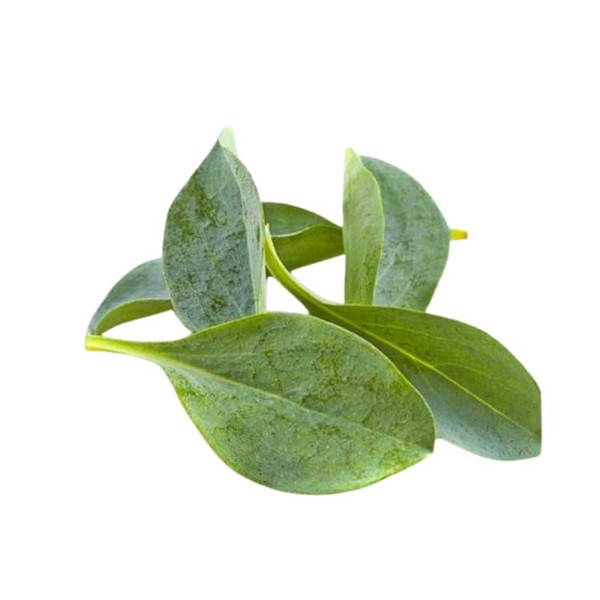 Oyster Leaves, 30g