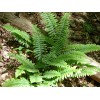 The Nursery Christmas Fern Polystichum 25 Bare Root Plants