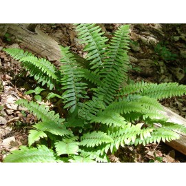 The Nursery Christmas Fern Polystichum 25 Bare Root Plants