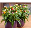 CEMEHA SEEDS - Indoor Masquerade Ornamental Pepper Mix for Pots