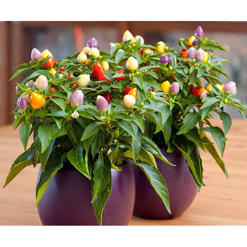 CEMEHA SEEDS - Indoor Masquerade Ornamental Pepper Mix for Pots