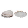 Maine Man Natural Baking Shells, 3.75-Inches, Set of 4