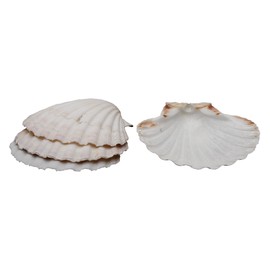 Maine Man Natural Baking Shells, 3.75-Inches, Set of 4