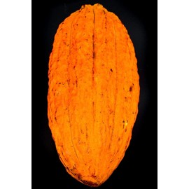 TRINITARIO Theobroma Cacao Cocoa Chocolate Fruit Tree Potted Plant RED Medium