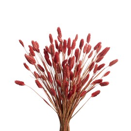 120pcs Fall Burnt Orange Bunny Tails Dried Flowers,17" Dried Natural Bunny Tails Fluffy Orange Pampas Grass Decor Lagurus Ovatus Boho Flower Arrangements for Fall Home Decor Wedding