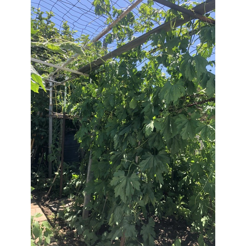 Fresh Bitter Melon 10 Seeds Package Fresh Harvested U.S. Seller