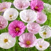 Rare Blush Pink Cosmos Seeds for Planting Outdoors 300 Seeds