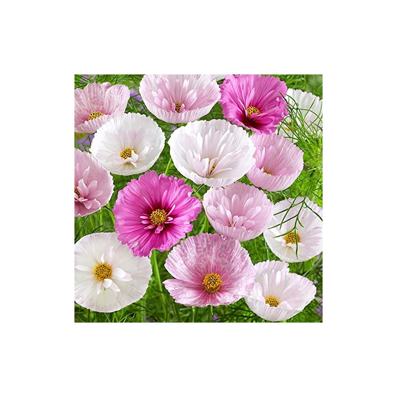 Rare Blush Pink Cosmos Seeds for Planting Outdoors 300 Seeds