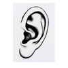 'Human Ear' Temporary Tattoo - Water Resistant, Skin-Safe, Non-Toxic Transfer