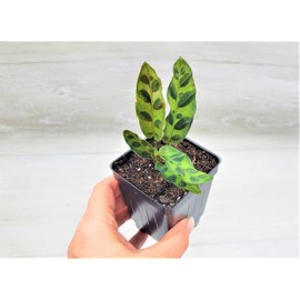 Calathea lancifolia aka Rattlesnake Prayer Plant in 3 inch Nursery Pot Live Rare Exotic Tropical Indoor House Plants Easy to Grow Housewarming Gift Decoration Gift for Home or Office by 3exoticgreen