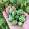 Mai's Family Mexican Sour Gherkin Cucumber Seeds - Melothria scabra