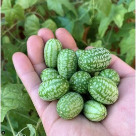 Mai's Family Mexican Sour Gherkin Cucumber Seeds - Melothria scabra -  Mouse Melon - 10+