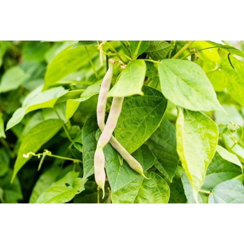 CZ Grain 50 Navy Bean Seeds for Planting Grow White