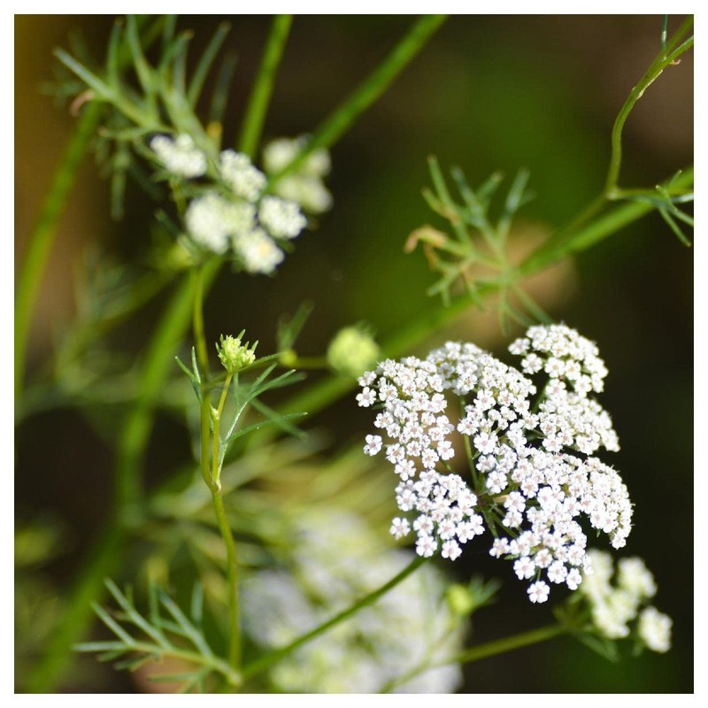 Everwilde Farms - 1/4 Lb Cumin Herb Seeds - Gold