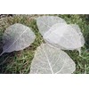 100 Pcs Bodhi Leaf Translucent Leaves Pho Bodhi Tree Veined