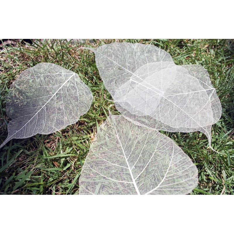 100 Pcs Bodhi Leaf Translucent Leaves Pho Bodhi Tree Veined