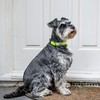 Long Paws Neon Dog Collar, Reflective Collar, High Viz, Dog