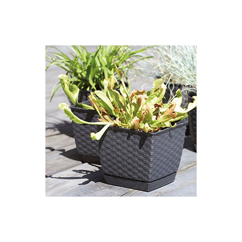 Prosper Plast DRLK250-7529U 25 x 25 x 22 cm "Ratolla"