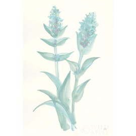 Lambs Ear Sage II by Chris Paschke -