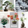 Bonsai Tree Kit for Beginners - 5 Unique Japanese Bonsai