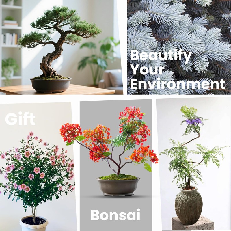 Bonsai Tree Kit for Beginners - 5 Unique Japanese Bonsai