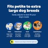PetSafe Easy Walk Arnés para Perro, Anti tirones, Frambuesa/Gris, M