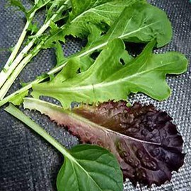 Organic Mesclun Mixed Greens - 1/4 LB ~68,000 Seeds - Non-GMO, Open Pollinated, Heirloom, Vegetable Gardening Seeds
