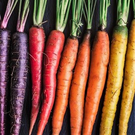 TomorrowSeeds - Rainbow Mix Carrot Seeds - 1500+ Count - for 2025 Planting Purple Red Yellow Orange Equal Mix Carrots USA Garden Vegetable Root Parsnips Non-GMO Grow Your Own Home Farm Patio Healthy