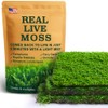 Live Moss – Eurohypnum Moss (3 Sheets, Each Approx. 3.5"x7")
