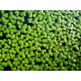100+ live duckweed grown indoors organic aquarium volume discount