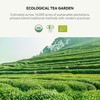 MatchAiA Organic Ceremonial Matcha Green Tea Powder - Premium Ceremonial