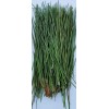 Wisconsin Wild Grown Red Pine Tea Needles Organic Infusion Fresh