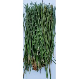 Wisconsin Wild Grown Red Pine Tea Needles Organic Infusion Fresh Picked Wild Wisconsin Grown - 1 Ounce