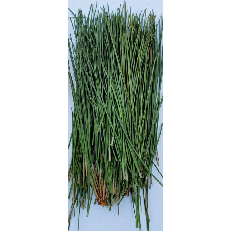 Wisconsin Wild Grown Red Pine Tea Needles Organic Infusion Fresh