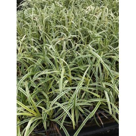 Liriope 'Variegated' Grass (liriope muscari 'variegata') Flats of Eighteen 3.5 inch pots