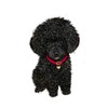 CafePress Poodle Pup (Blk) Round 4" MDF Holiday Ornament