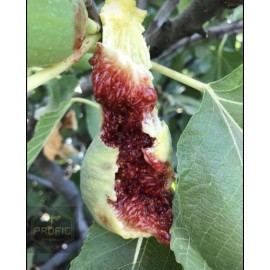 Ficus Fig Tree cuttings "White Adriatic" FREE US SHIPPING! 10 Cuttings!