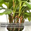 Boinio Adjustable Snake Plant Support Stakes, Peony Supports Cages Garden