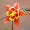 Buy Rare Seeds Aquilegia canadensis | Canadian Eastern Red Columbine