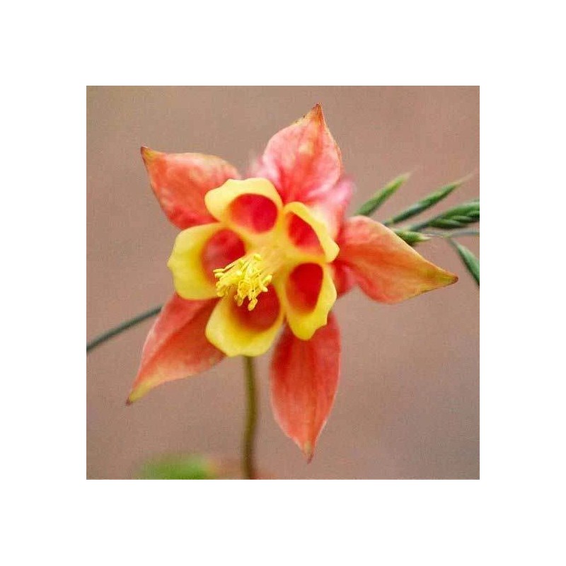 Buy Rare Seeds Aquilegia canadensis | Canadian Eastern Red Columbine