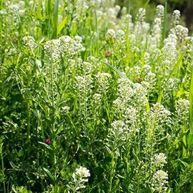 Field Pennycress (Thlaspi arvense) - Packet of 40 Seeds