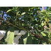 2 Packages of Egyptian Spinach (Rau Day/saluyot/ Molokhia/Jute Seeds) -